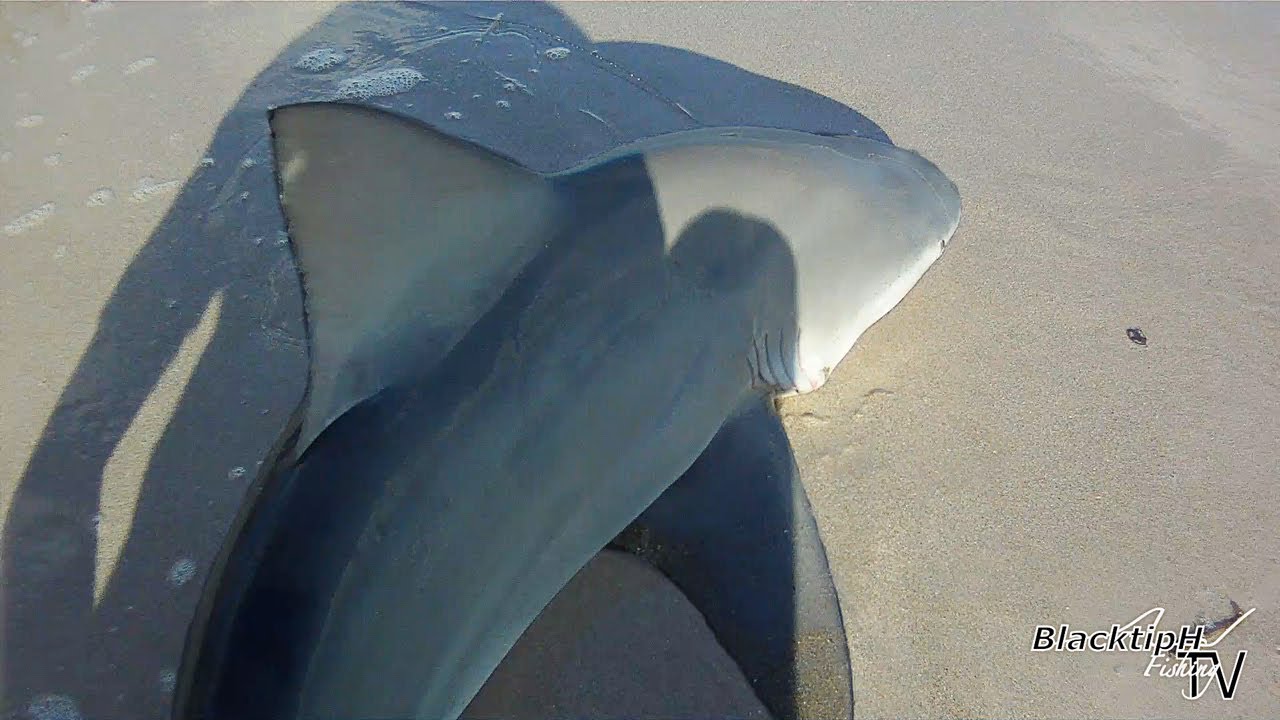 Inlet Fishing - Bull Shark