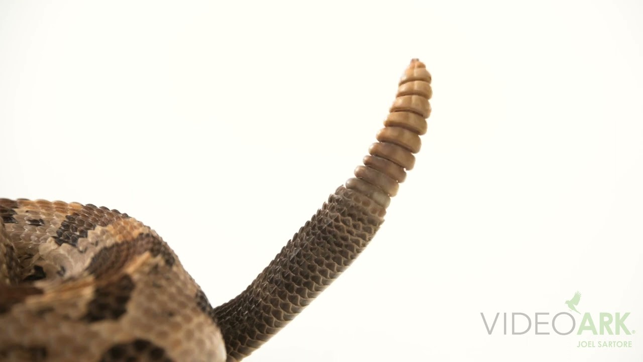 A timber rattlesnake (Crotalus horridus) at Verve Biotech in Waverly, Nebraska.