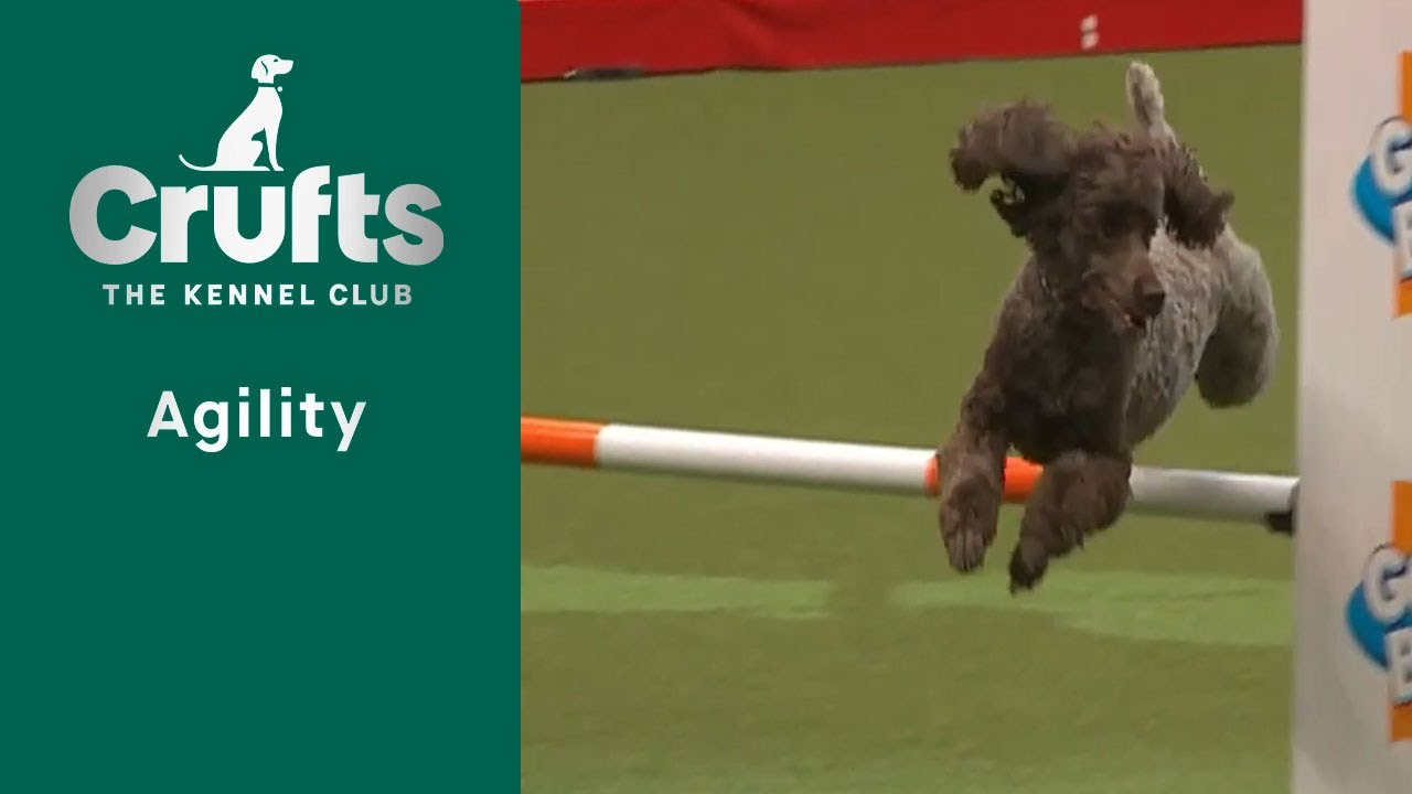 Agility Crufts Medium ABC and Intermediate/Large Novice ABC Final (Agility) Part 1  | Crufts 2023