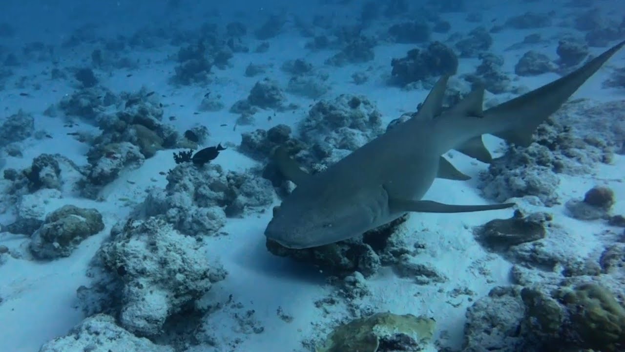 Diving Maldives 2026 - South Atolls Adventure - Part 2