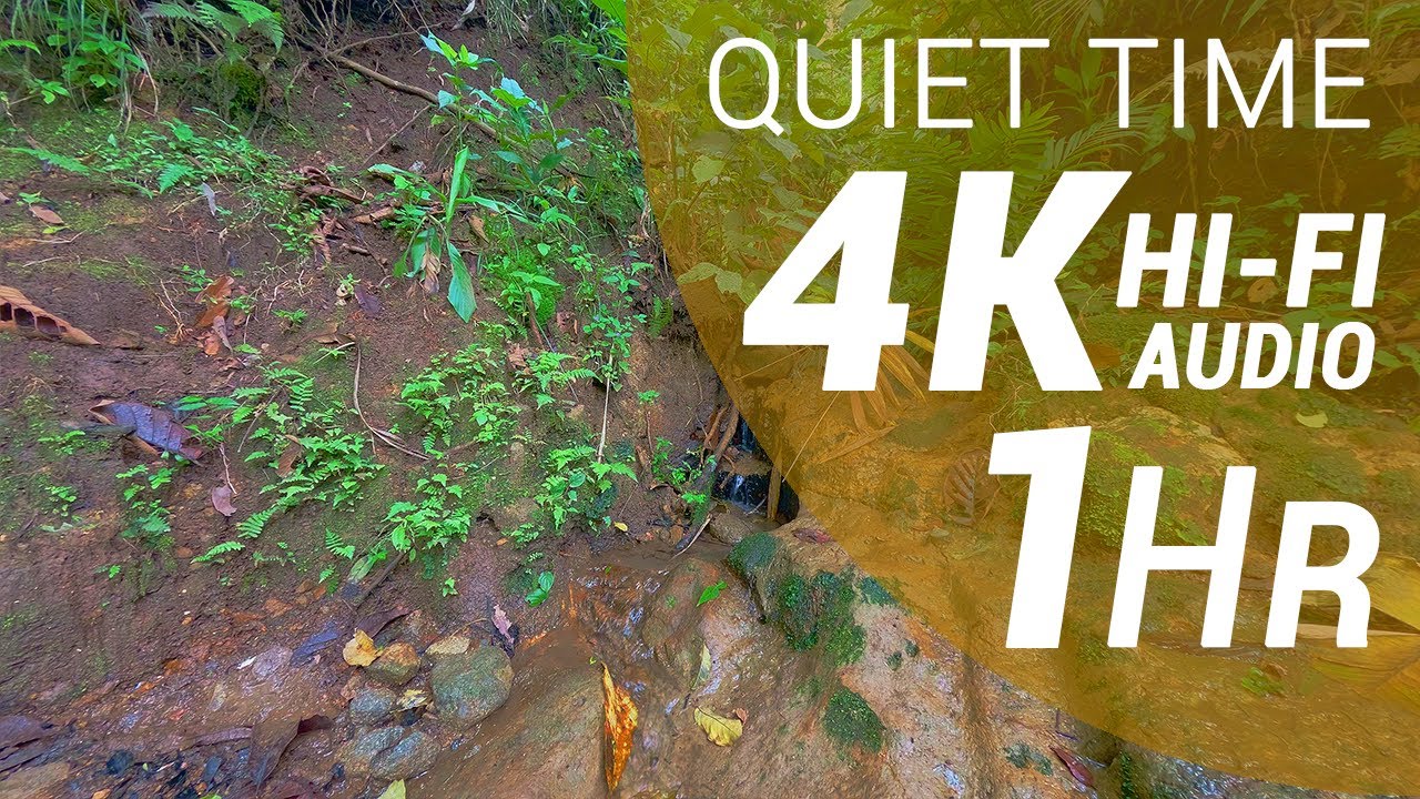1 Hour of Water Sounds - Premontane Moist Forest (4K - Hi-Fi Audio - No Talking)