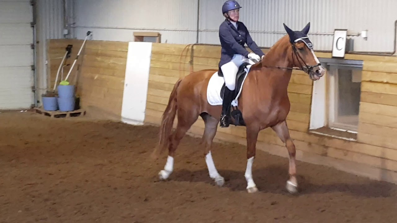 Kenji sin debut i LC:1 dressur - 69.13 % og 1. Plass