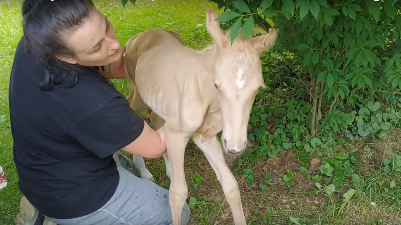 Heartwarming rescue of foal abandoned by its mother