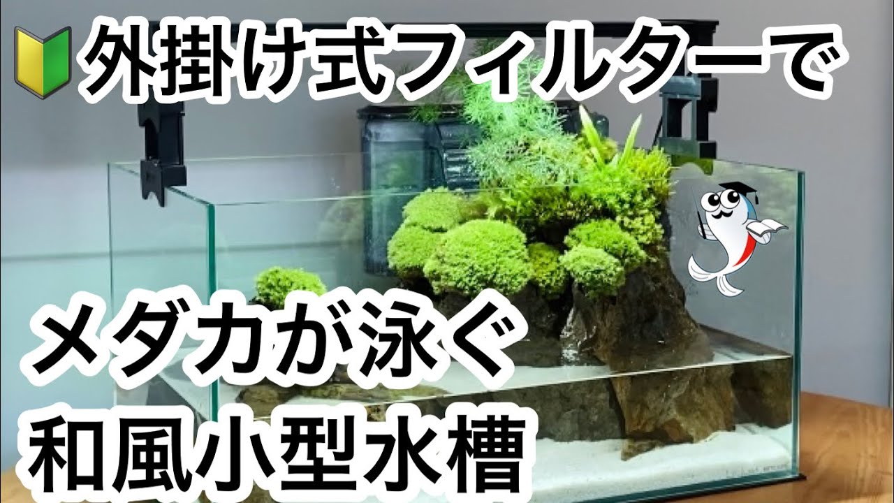 【メダカの小型水槽】苔と石を使った