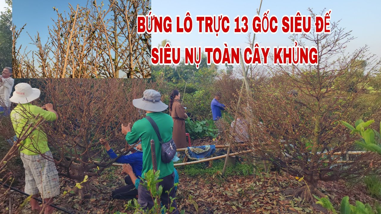 Bứng lô 13 gốc trực giảo Thủ Đức toàn cây vip siêu nụ 0907813169