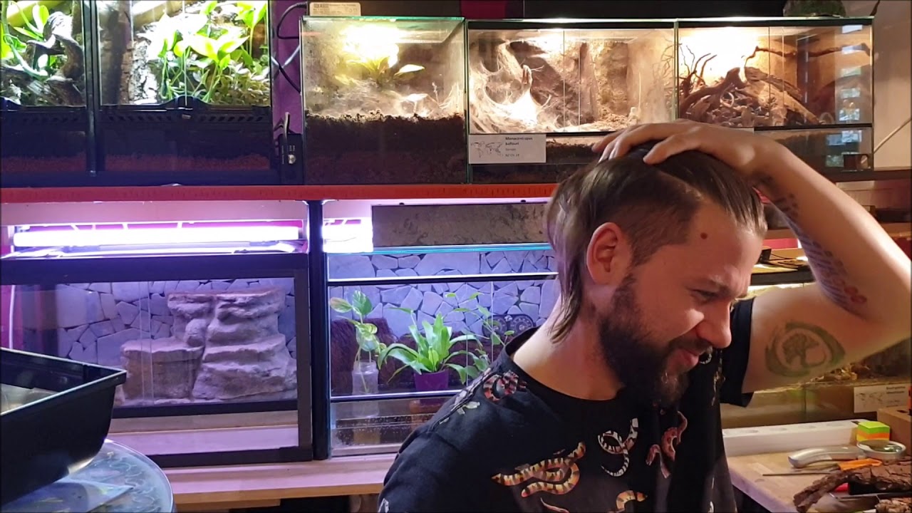 Folge 31 / Der Sonntagsskorpion (Parabuthus villosus)
