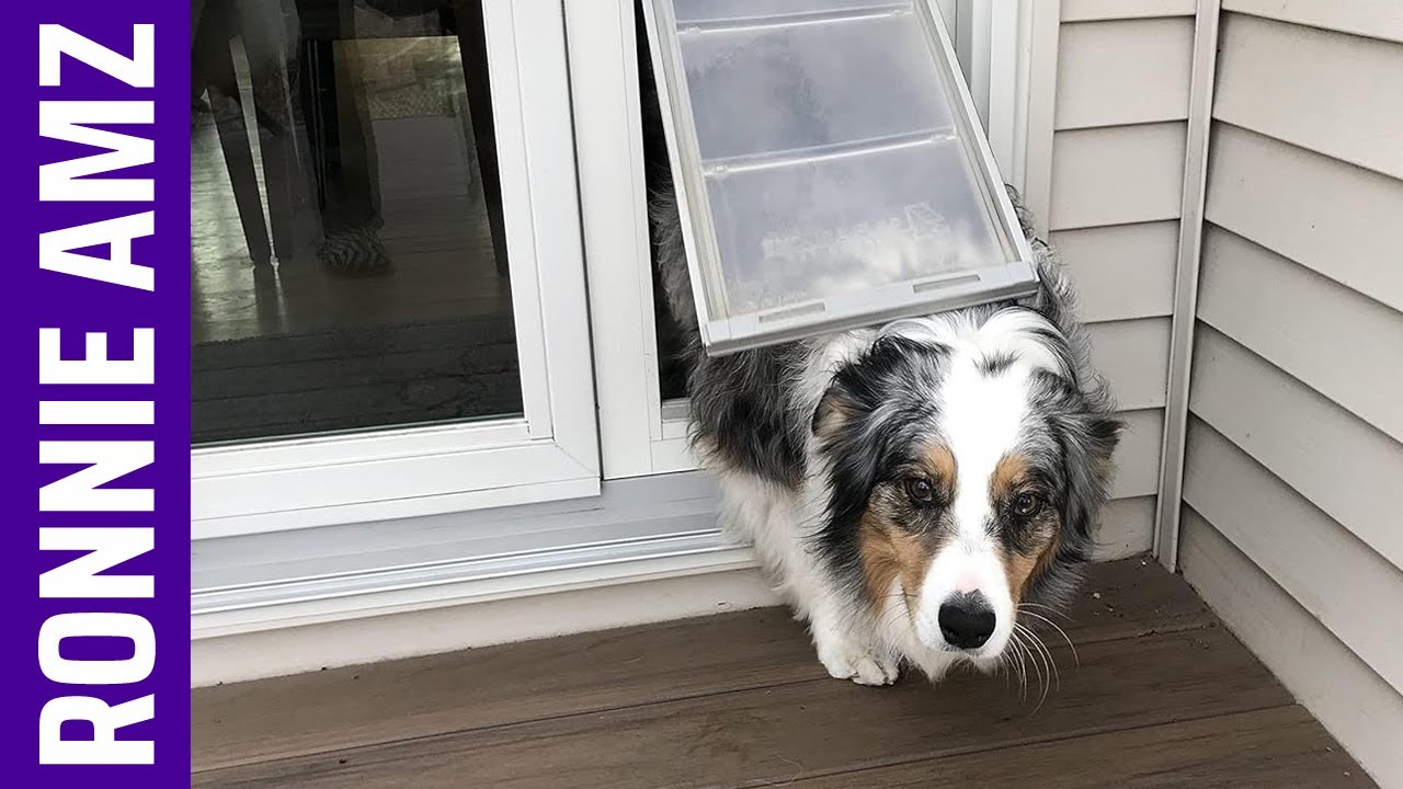 Best Sliding Glass Pet Door 2026 - Top 5