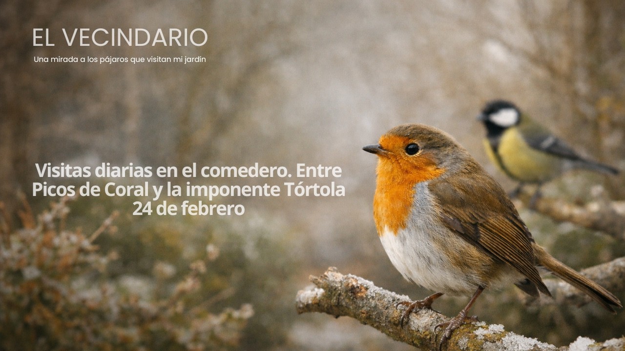 Visitas diarias en el comedero 🐦 Entre Picos de Coral y la imponente Tórtola. 24 de febrero de 2026
