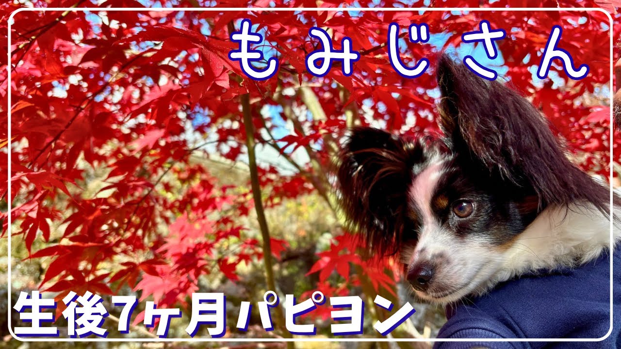 生後7ヶ月パピヨン、初めての紅葉狩り｜わんこ連れで行ける！大山阿夫利神社、大山寺に行ってきた！