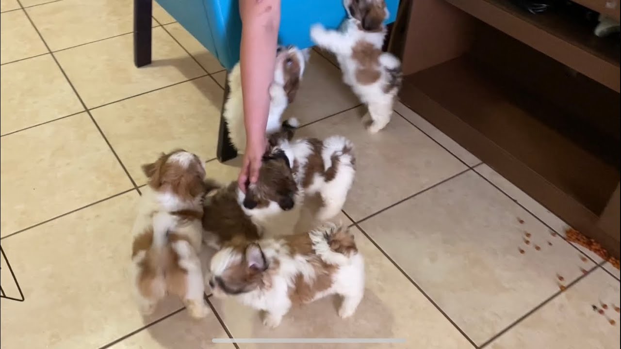Cachorros Shih Tzu | 🥰😍🥰 DOS MESES DE EDAD 🥰😍🥰 | La Casita de los Shih Tzu