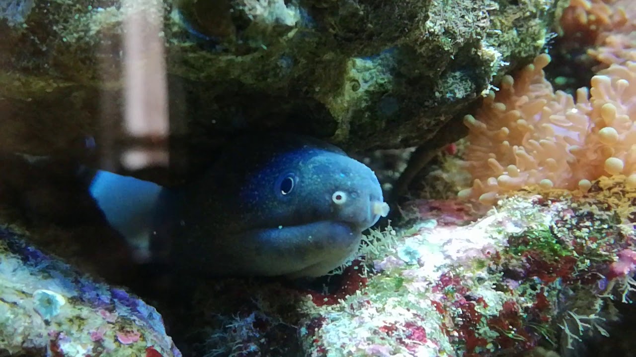 Indian mud moray eel (Gymnothorax tile)