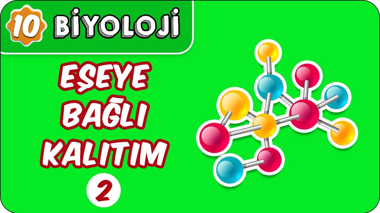 Eşeye Bağlı Kalıtım-2  | 10. Sınıf Biyoloji