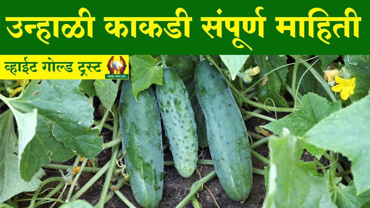 उन्हाळी काकडी संपूर्ण माहिती-पुरमे सर #काकडी #लागवड #उन्हाळी