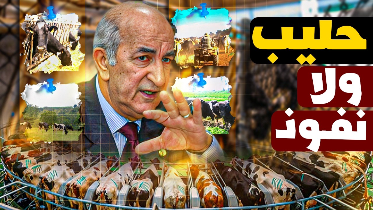 ليه قطر دفعت 5 مليار دولار عشان لبن في صحراء الجزائر؟ القصة اللي الغرب مش عايزك تعرفها!