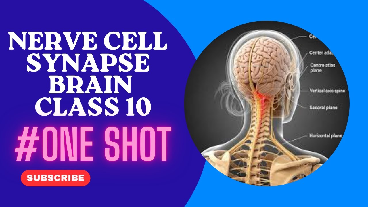 Nerve Cell , Synapse , Nervous system classification and parts of brain class 10 #oneshot  exam 2025