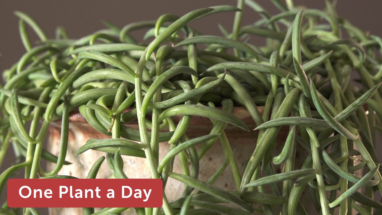 Curio radicans (String of bananas) Houseplant Care – 332 of 365