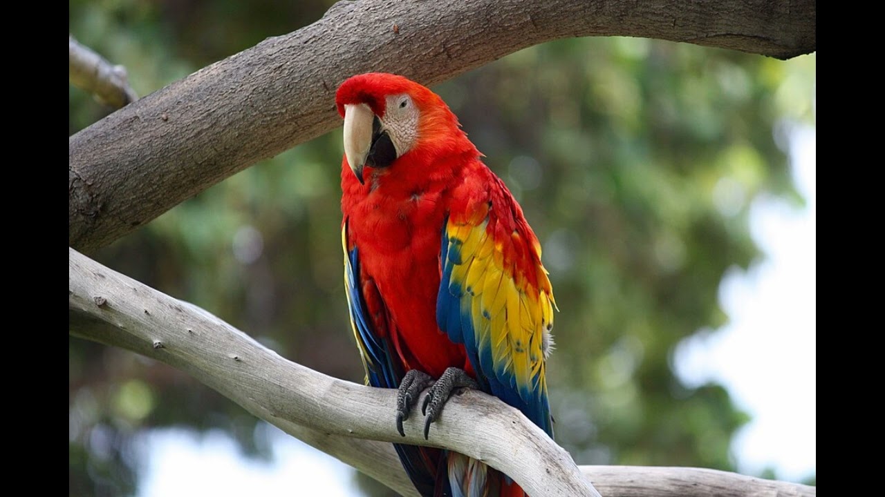 Alkan - Funeral March on the Death of a Parrot (Paul Méfano, 2e2m Ensemble)
