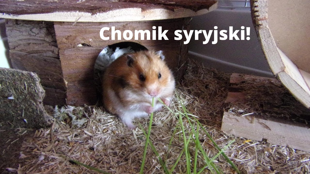 Chomik syryjski! 🐹