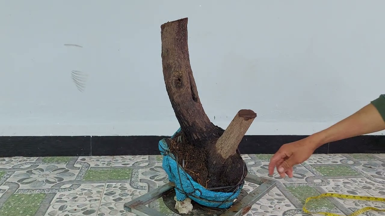 (đã bán)m831 gl cây thị hồng đá 100k lh0328223556 zalo