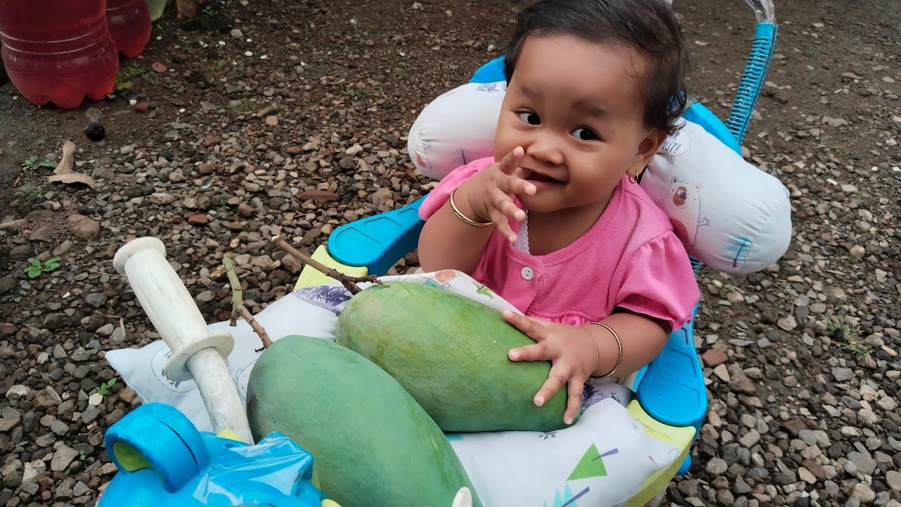 PANEN BUAH MANGGA THAILAND MANGGA MADU DAN MANGGA MANALAGI DEPAN RUMAH.