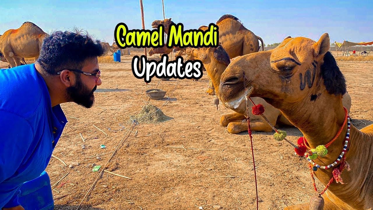 CAMEL MANDI 2024 | Ounth Rates  | Northern Bypass Cow Mandi