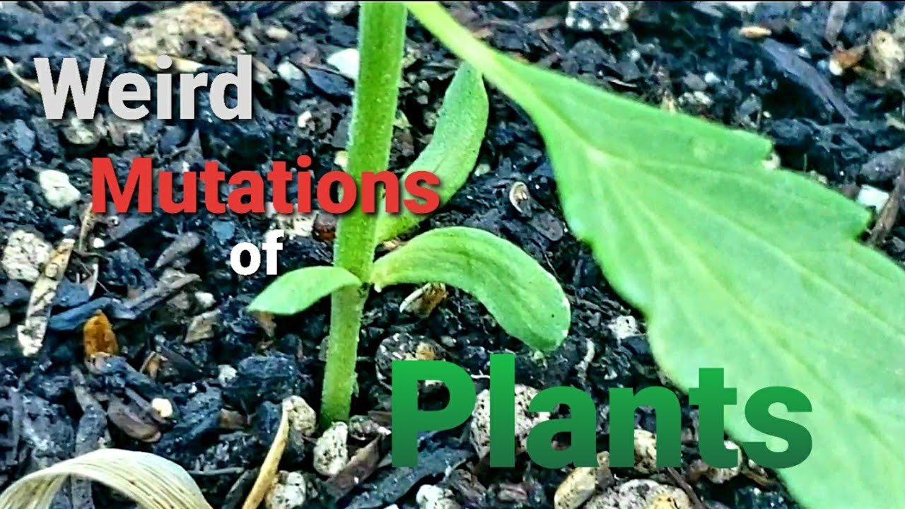 Strange Seedling Growth Autoflower ( Weird Genetic Mutations of Cannabis Plants ) +21 and up