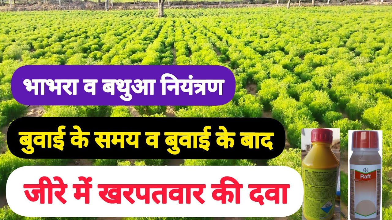 जीरे में खरपतवार की दवा//बुवाई के समय व बुवाई के बाद खरपतवारनाशी//Jeere me kharpatwar nashak