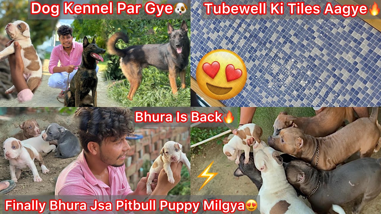 Dog Kennel Par Gye🐶Same Bhura K Jaisa New Pitbull Puppy Milgya😍Ghar Le Aaye New Entry🔥