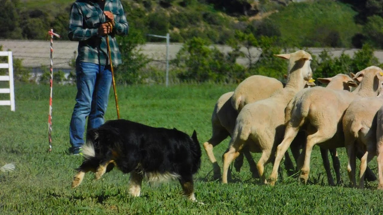 &iquest;C&oacute;mo se adiestra un perro pastor? El ganadero Alberto Riba nos lo cuenta