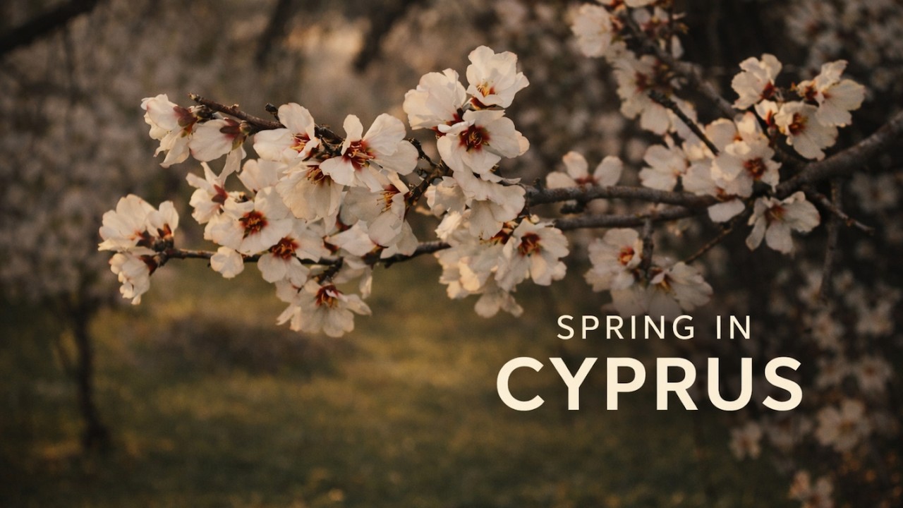 Almond Blossom in Cyprus 🌸 | Spring Drone Footage
