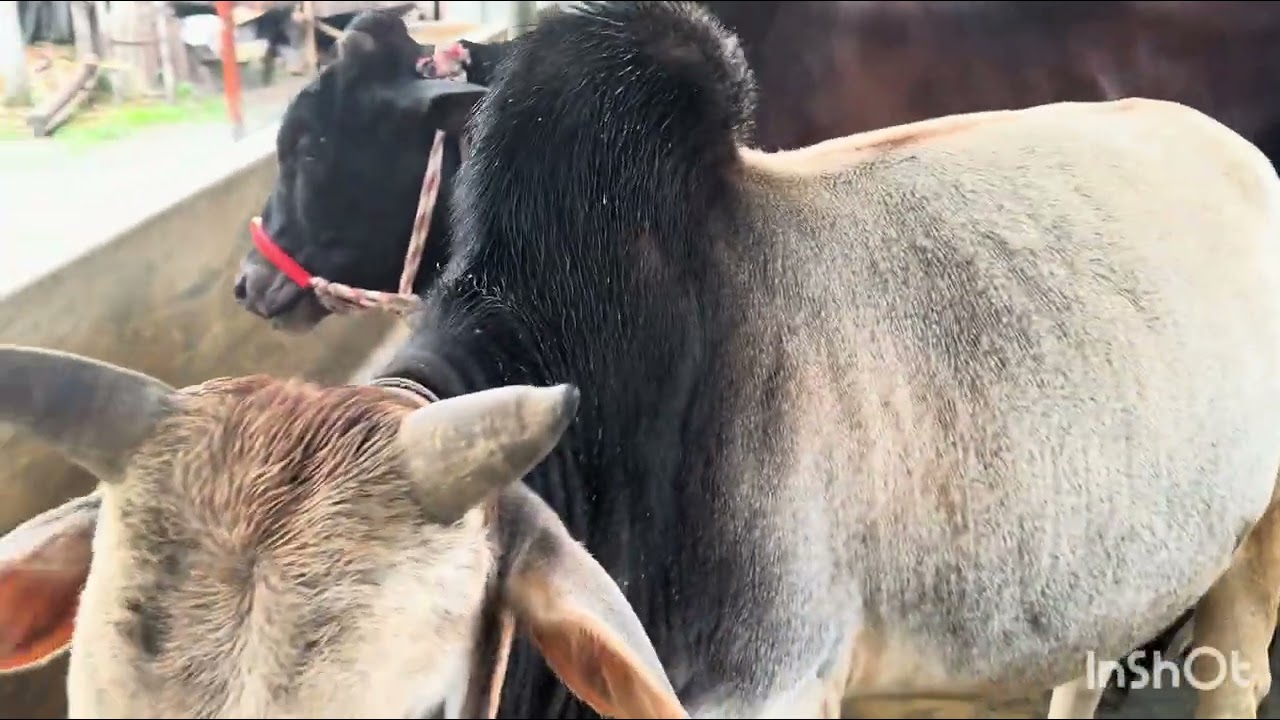 কম বাজেটের দেশী গরু । কুরবানী ২০২৫