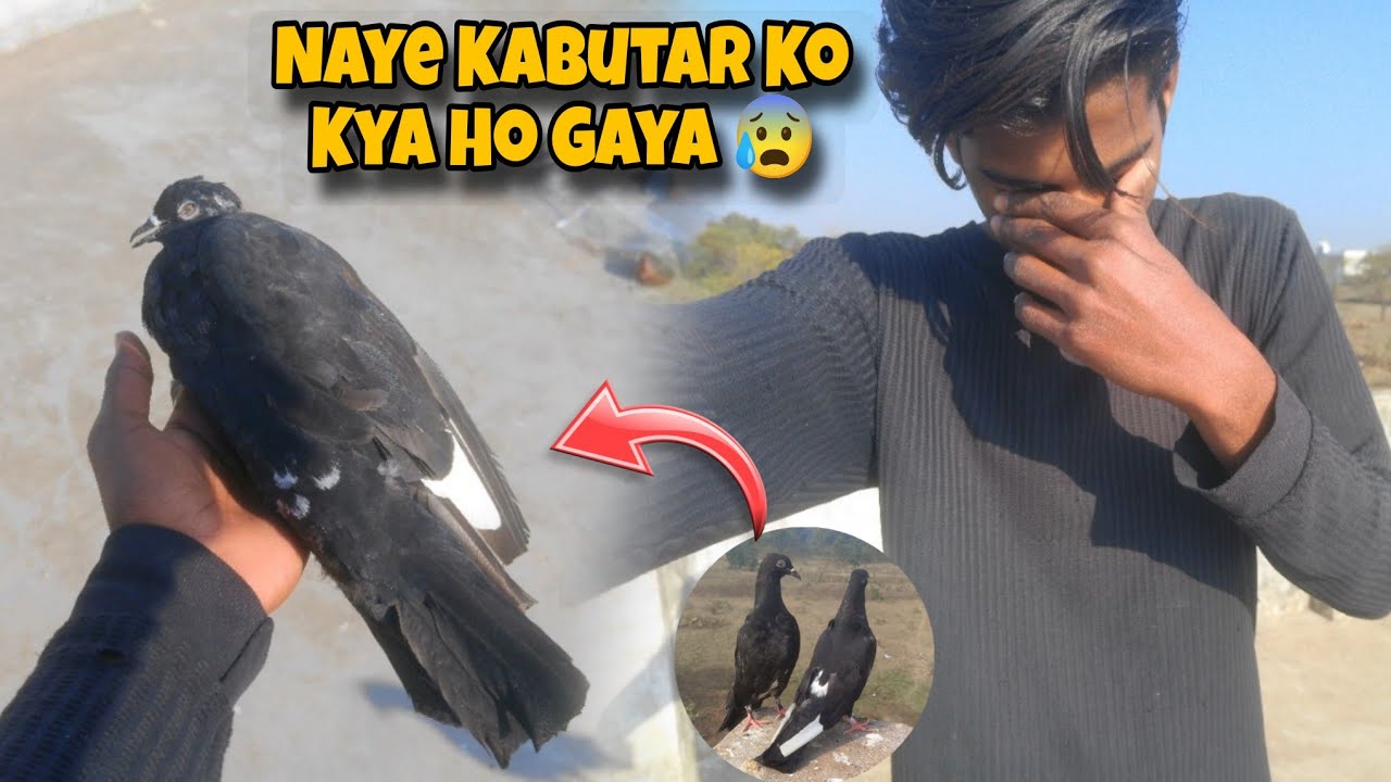 Naya Kabutar Mar Gaya 🕊️😰😭😭 ll