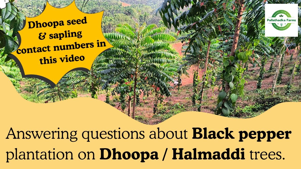 Answering questions about black pepper plantation on dhoopa trees