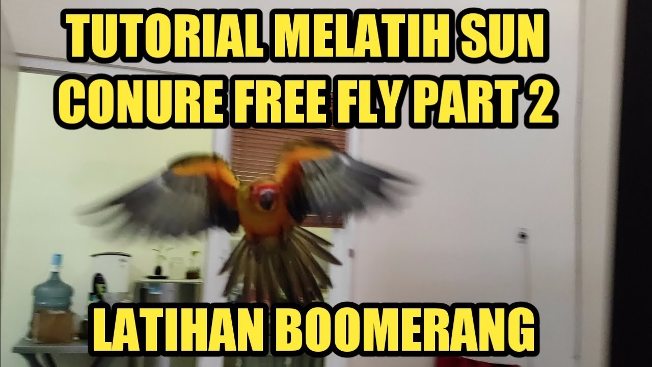 Tutorial Melatih Burung Sun Conure Free Fly | Part 2