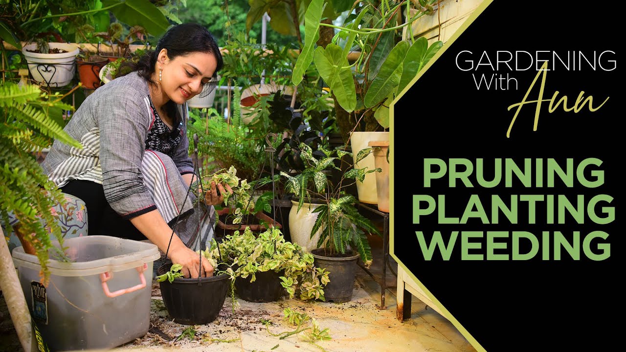 Gardening with Ann - Pruning | Planting | Weeding | Maintaining and caring for your plants