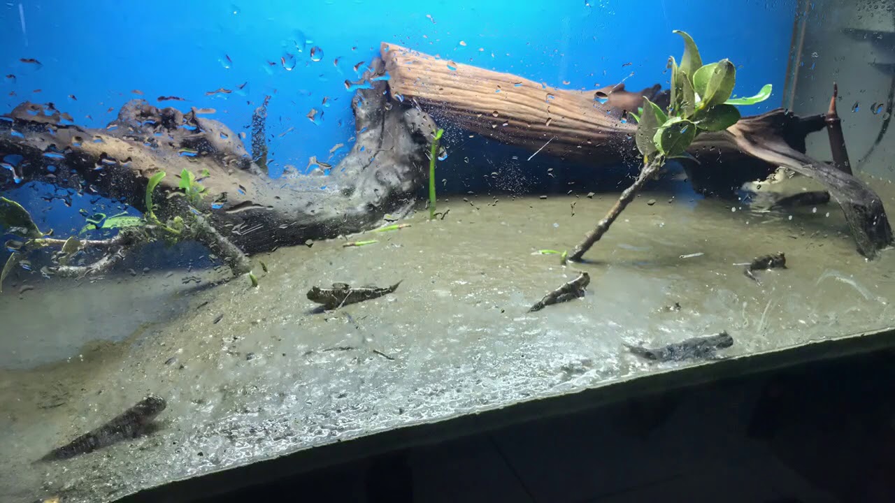 Mudskippers