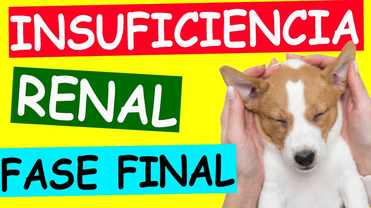 INSUFICIENCIA RENAL en Perros - FASE TERMINAL