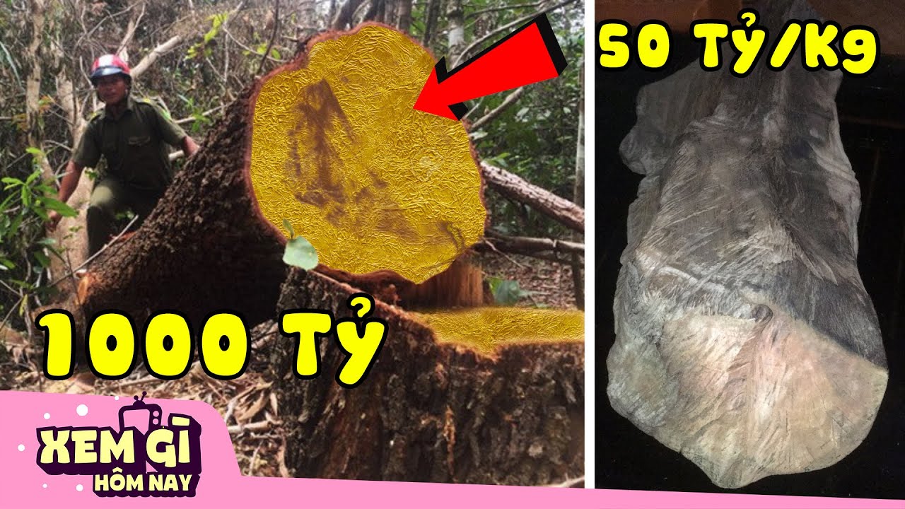 Top 8 Loại GỖ Quý ĐẮT NHẤT Thế Giới Mà Tỷ Phú Việt Nam chưa chắc Mua Nổi