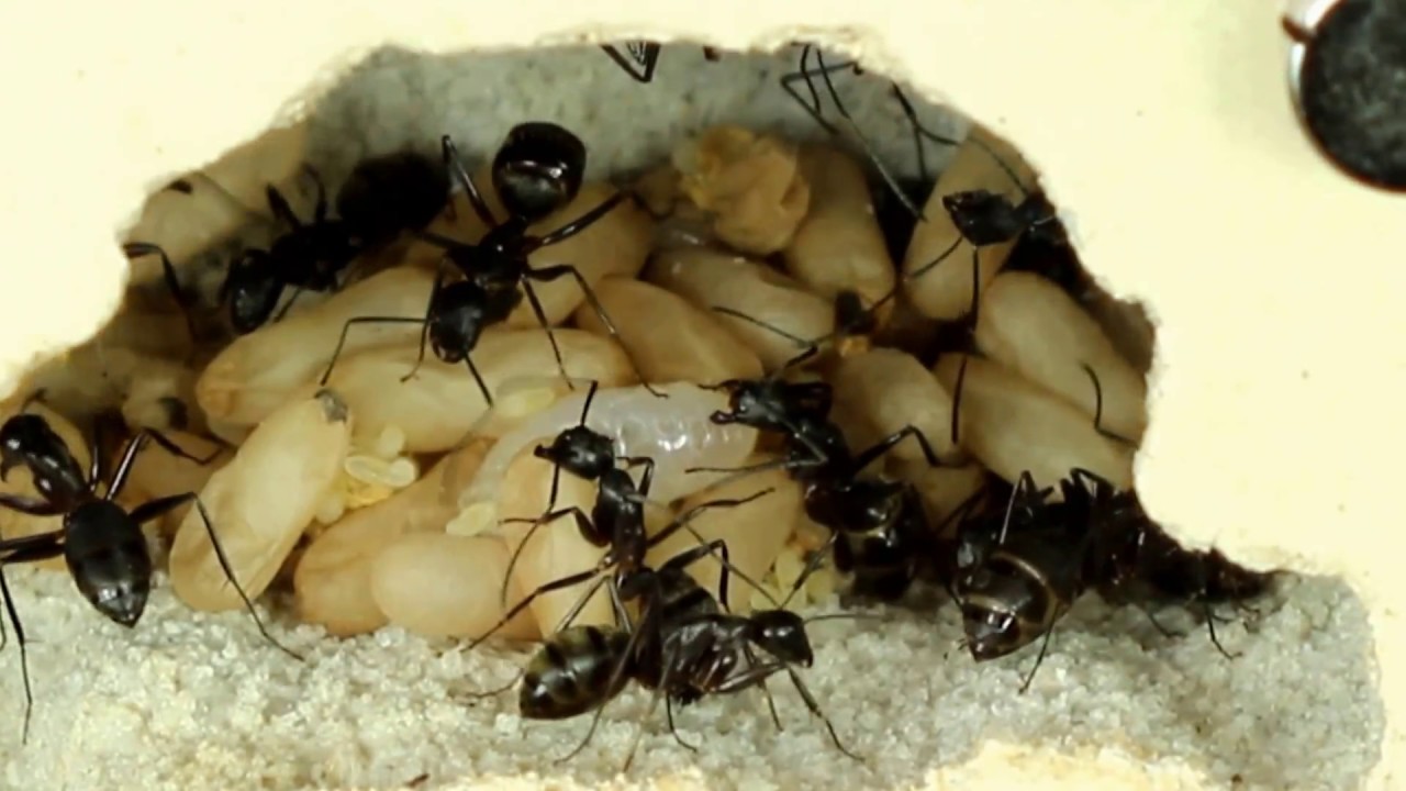 Ant Desk 3