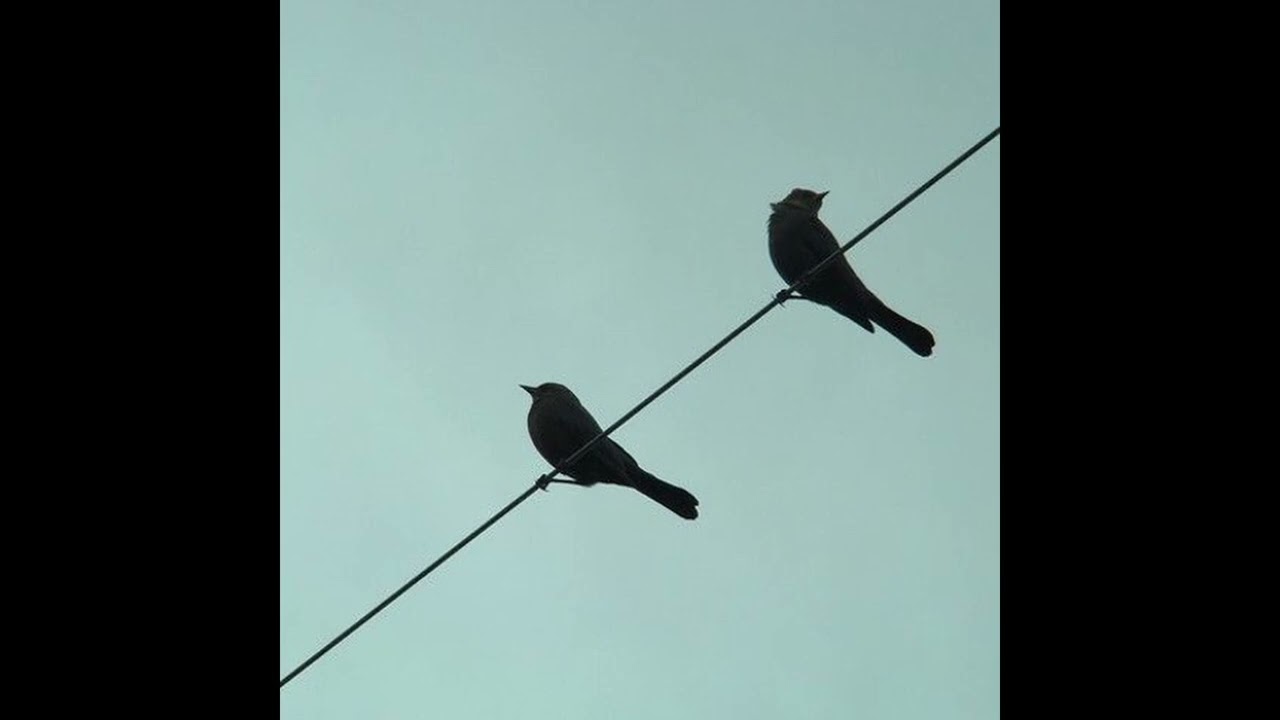 Two birds on a wire - TIKTOK VERSION / Final chorus has all choruses playing - Regina Spektor