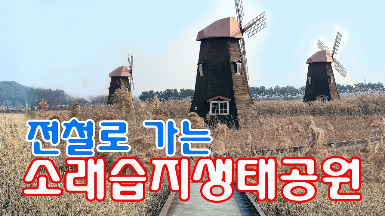 [남파의사진] 인천 소래습지생태공원. 멋진억새숲 (초겨울편)