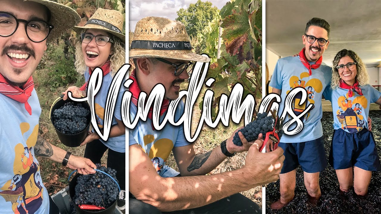 PISAMOS EM UVAS PARA FABRICAR VINHO - VINDIMAS QUINTA DA PACHECA, PORTUGAL