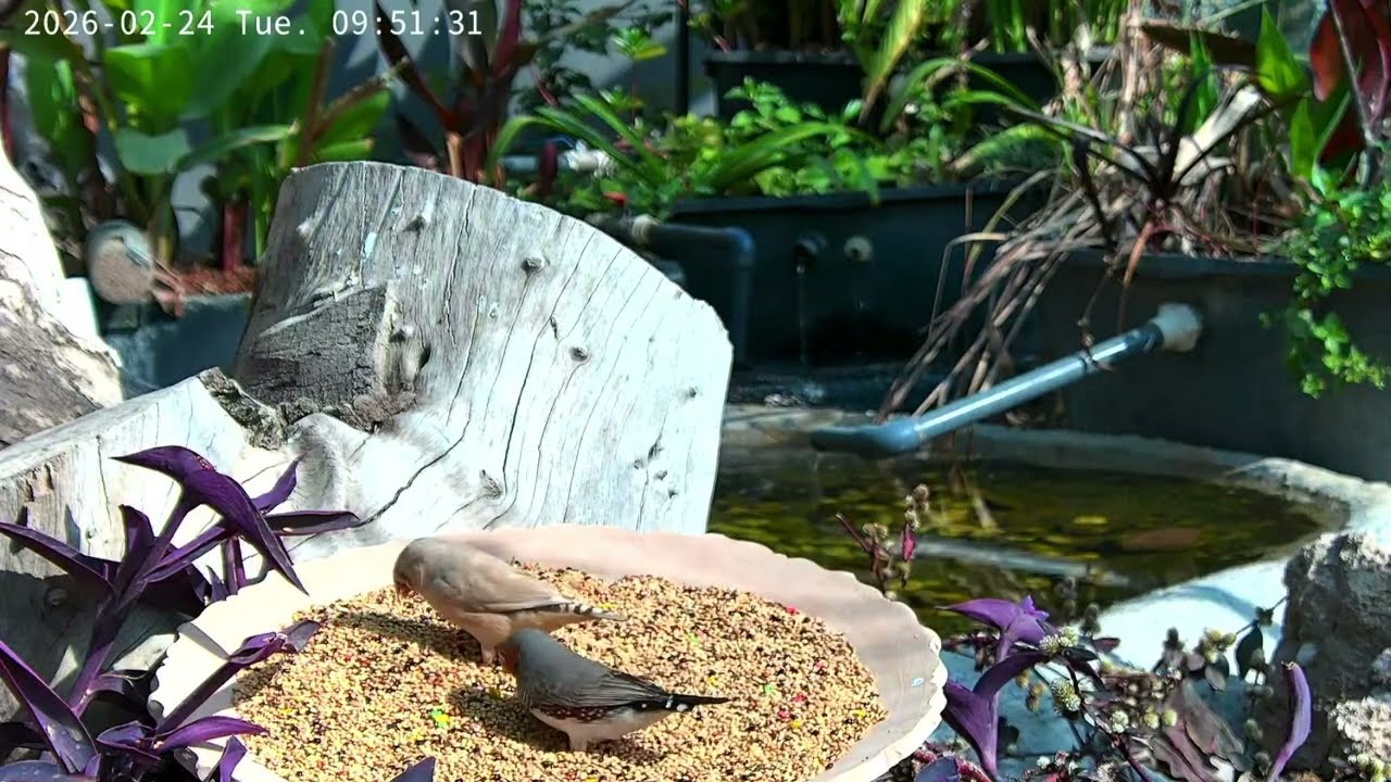 Softbills birds aviary livestream