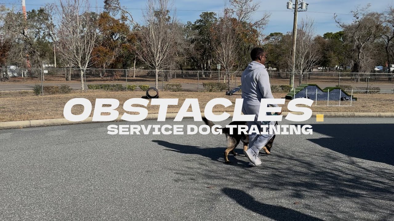 Obstacle Training for Service Dogs | Building Confidence & Trust | K9 Partners for Patriots