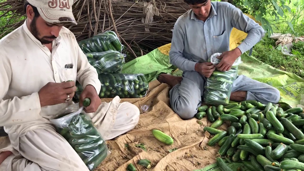 Cucumbers packing In KPK Pakistan...