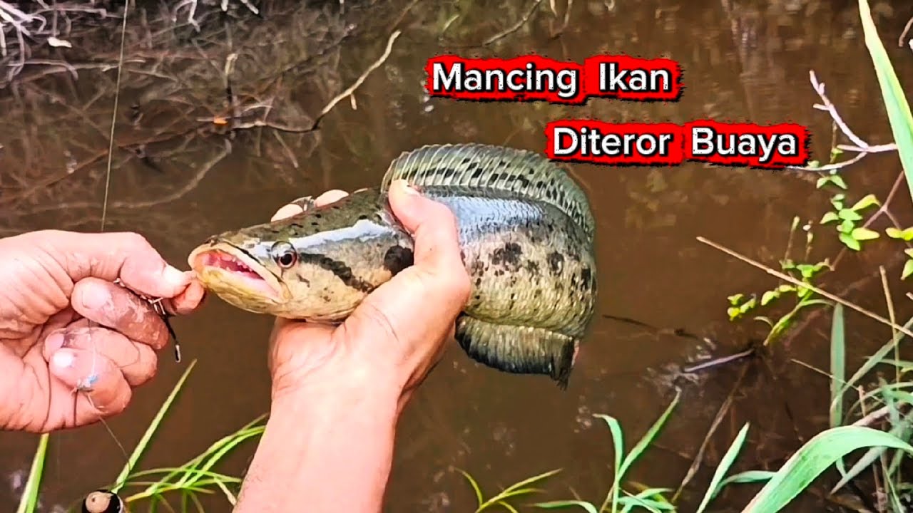 DI TEROR BUAYA RAKSASA SAAT MANCING