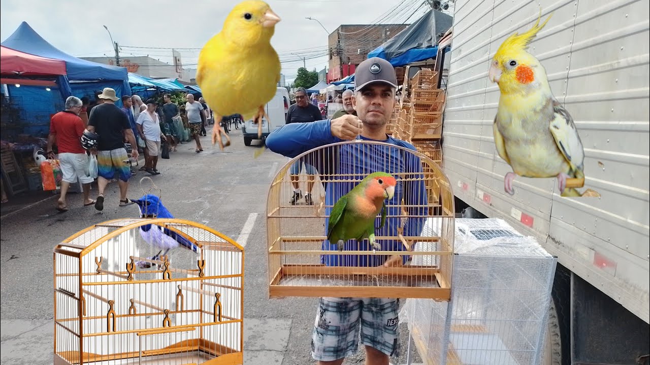 FEIRA DE GAIOLAS PÁSSAROS AVES E PEIXES ORNAMENTAIS, FEIRA DO CORDEIRO RECIFE-PE 