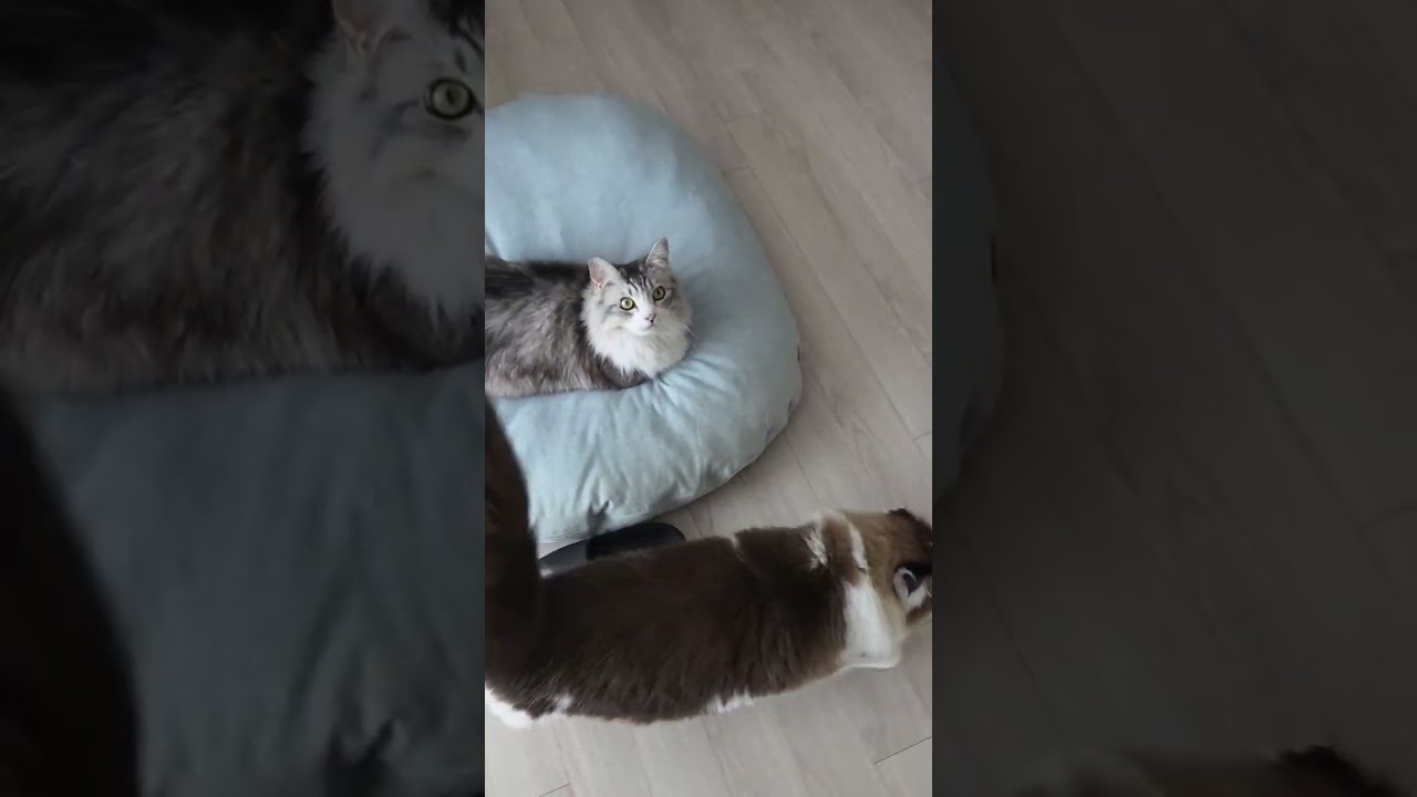 집사는 힘들어... 장난감(?) 던지기 #cat 