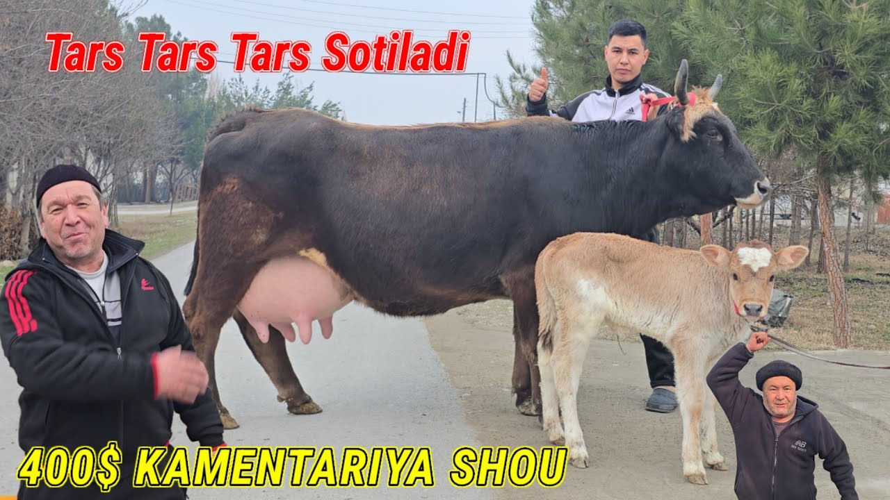 😳 Arzonchi Farhod Tog'a Bugun Yorvordi 🔥 Ser sut 7 Bosh Tayor Ona Bola Sigirlar Tars Tars Tars 