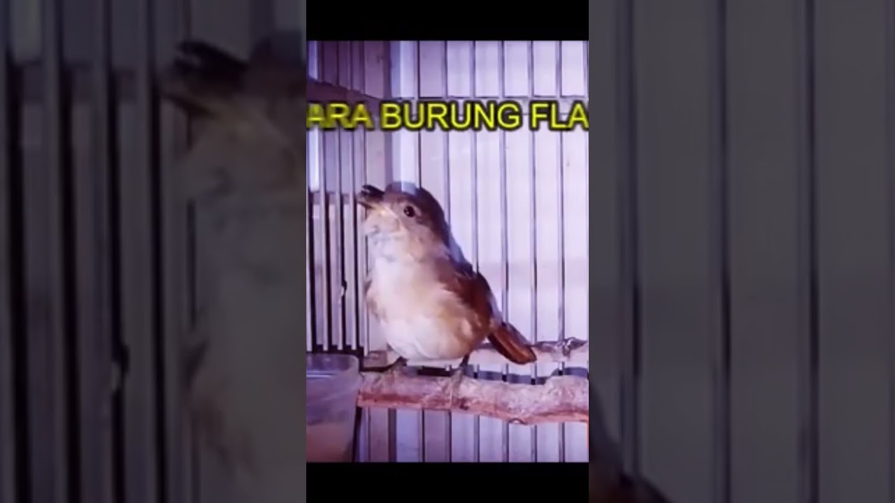 MASTERAN BURUNG FLAMBOYAN GACOR #kicaumania #gacor #burungkicau